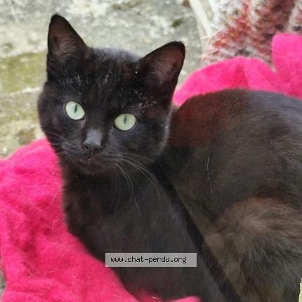 Photo 1/1 Found cat Found in Amiens