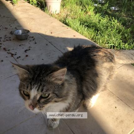 Photo 1/1 Found cat Found in Le thor