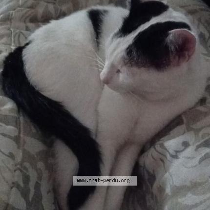 Photo 4/4 Karev Chat lost in Espaly saint marcel