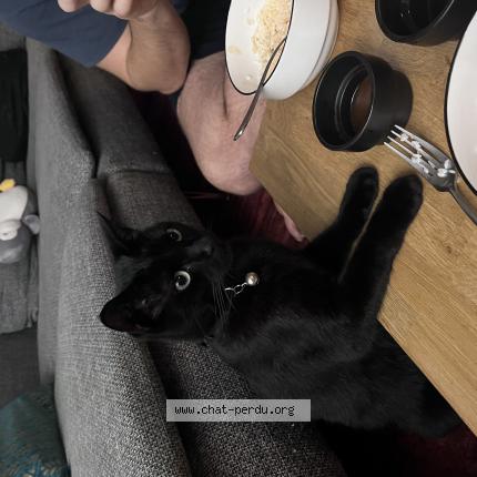 Photo 1/1 Pablo Chat lost in Meyzieu