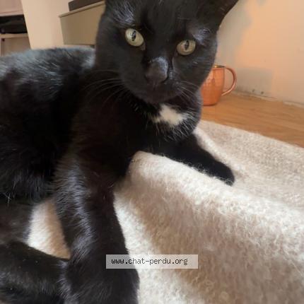 Photo 1/1 Lola Chat lost in Andrezieux boutheon