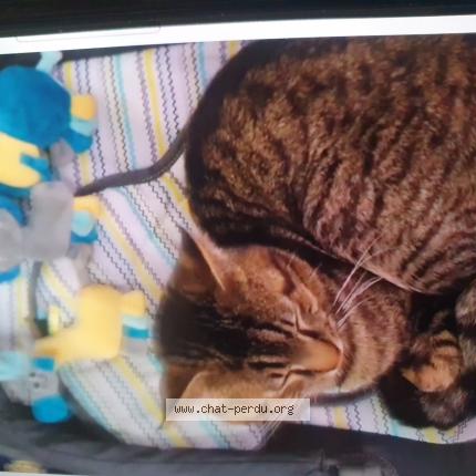 Photo 1/1 Semba. Chat lost in Angers