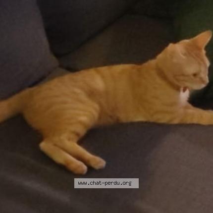 Photo 1/1 Cachou Chat lost in Ollainville