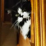 Picture of cat lost at Erdeven