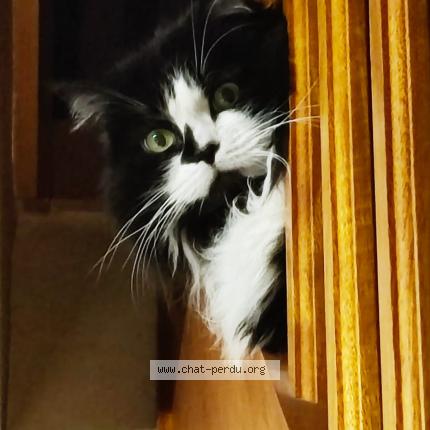 Photo 1/1 Fabienne Salmon-gillouard Chat lost in Erdeven