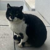 Picture of cat found at Lambersart