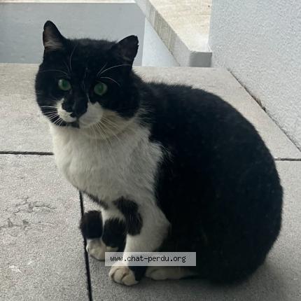 Photo 1/1 Found cat Found in Lambersart