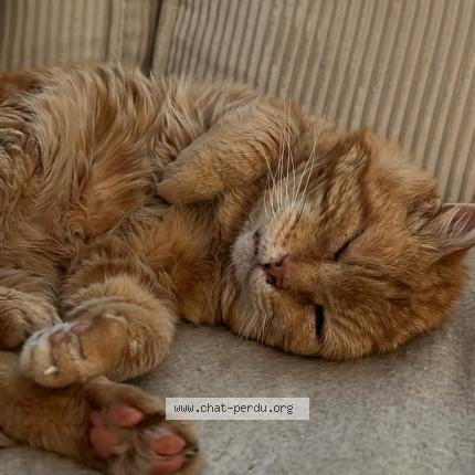 Photo 1/1 Leon Chat lost in Levis st nom