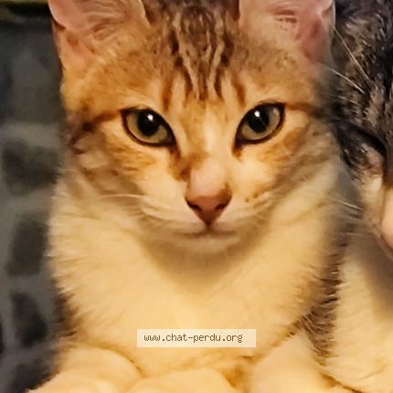 Photo 1/1 Zazou Chat lost in Pelussin