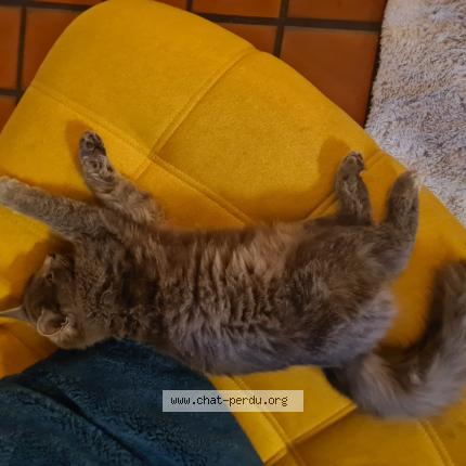 Photo 1/1 Moumoute Chat lost in St forgeux