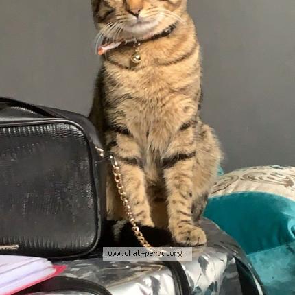 Photo 1/1 Arés Chat lost in Saint gratien