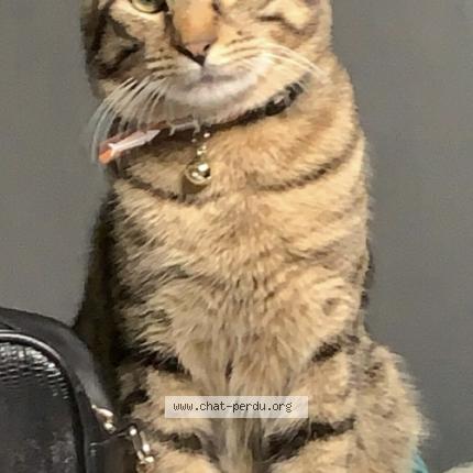 Photo 1/1 Arés Chat lost in Saint gratien