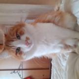 Picture of cat lost at Marsonnas