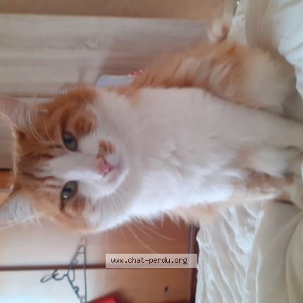 Photo 1/1 Caramel Chat lost in Marsonnas