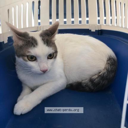 Photo 1/1 Sharona Chat lost in Istres