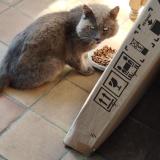 Picture of cat found at Biscarrosse