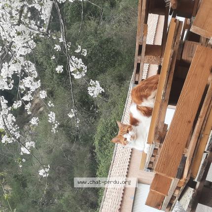 Photo 1/1 Ninja Chat lost in Saint savournin