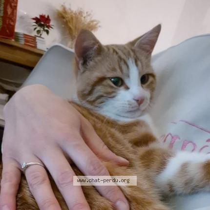 Photo 1/1 Zizou Chat lost in Viriat