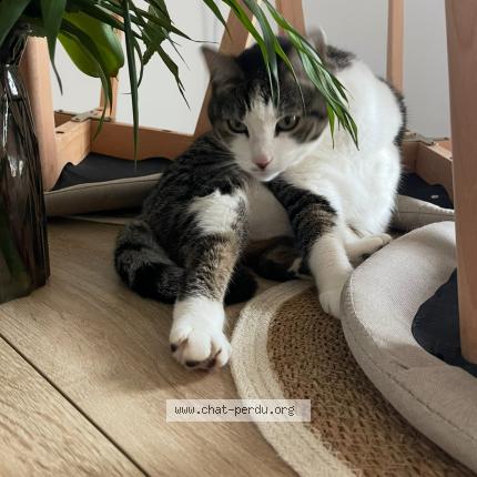 Photo 1/1 Nala Chat lost in Lignan sur orb