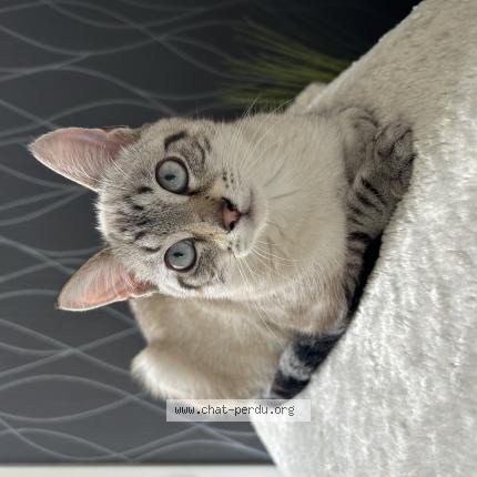 Photo 1/1 Miguel Chat lost in Janze