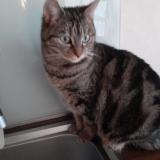 Picture of cat lost at La Chapelle Des Fougeretz