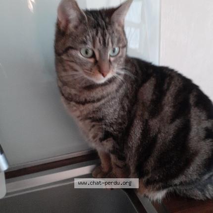 Photo 1/1 Scarlett Chat lost in La chapelle des fougeretz