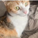 Picture of cat lost at Anse