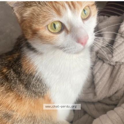 Photo 1/1 Muezza Chat lost in Anse