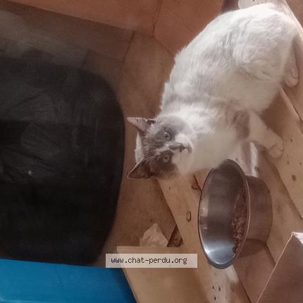 Photo 1/1 Found cat Found in Lannion