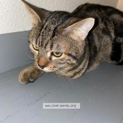 Photo 1/1 TR&Eacute;FOUILLE Chat lost in Annonay