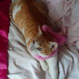 Picture of cat lost at Grenoble