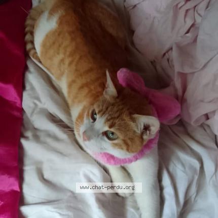 Photo 1/1 Chacha natsu Chat lost in Grenoble