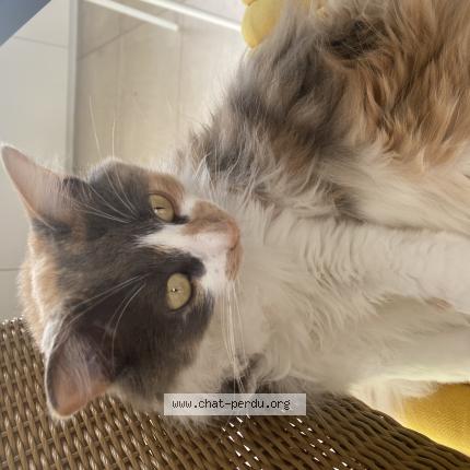 Photo 1/1 Tchipi Chat lost in Olonne mer