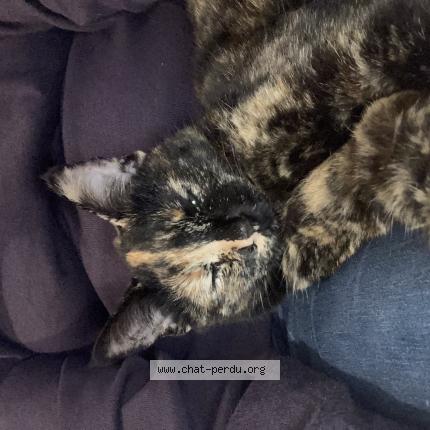 Photo 1/1 Arley Chat lost in Saint germain les arpajon