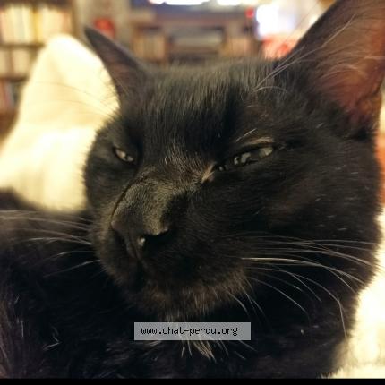 Photo 1/1 Missacha Chat lost in Barran