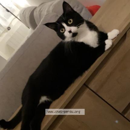 Photo 1/1 Sushie Chat lost in Urzy le greux