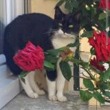 Picture of cat lost at St Ouen La Rouerie