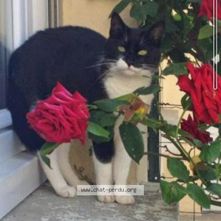 Photo 1/1 Mimi Chat lost in St ouen la rouerie