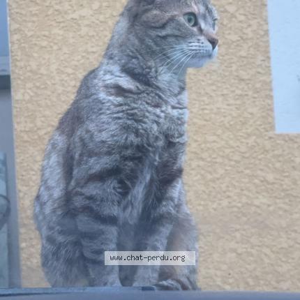 Photo 1/1 Sissi Chat lost in Montfort en chalosse
