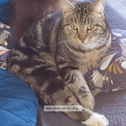 Photo 1/1 Shelby Chat lost in Saint adjutory