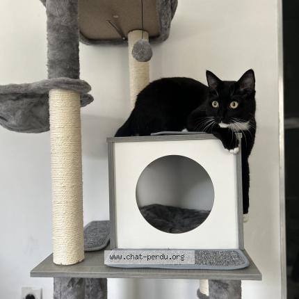 Photo 1/1 Thor Chat lost in Bailleul