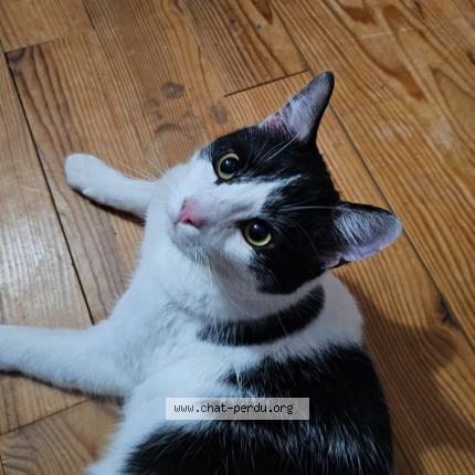 Photo 1/1 Nero Chat lost in Herzeele 59470