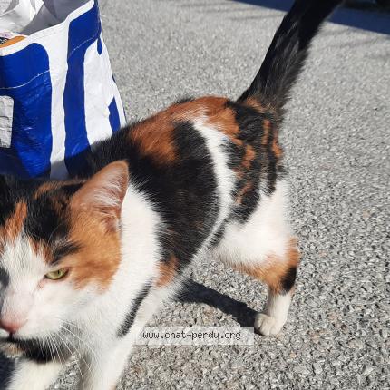 Photo 1/1 Found cat Found in Bramois