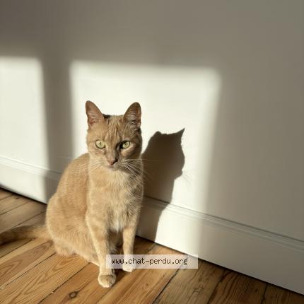 Photo 1/1 Merida Chat lost in Noeux les mines