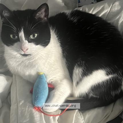 Photo 1/1 Naya Chat lost in Quimper