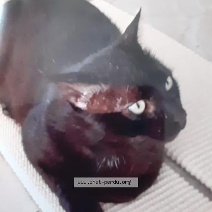 Photo 1/1 Chat noir très grand Chat lost in Llupia