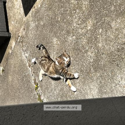 Photo 1/1 Niro Chat lost in Villeurbanne