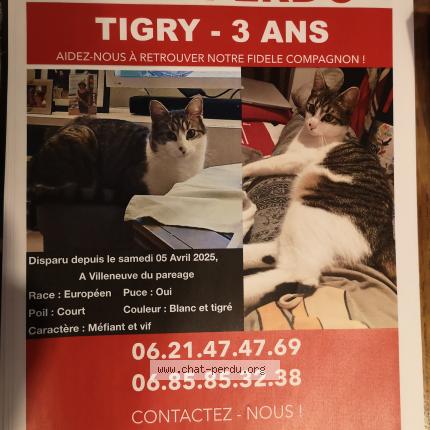 Photo 1/1 Tigry Chat lost in Villeneuve du pareage