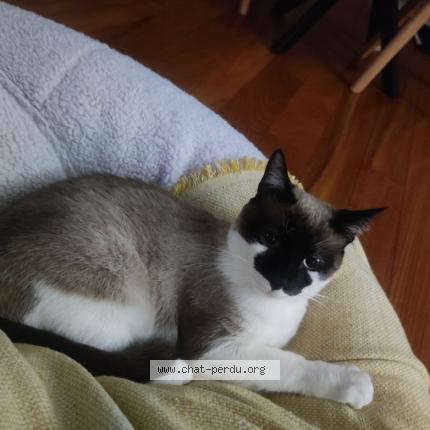 Photo 1/1 Yuki Chat lost in Plan de cuques