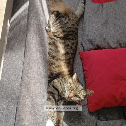 Photo 1/1 Titoune Chat lost in Sauvigny les bois